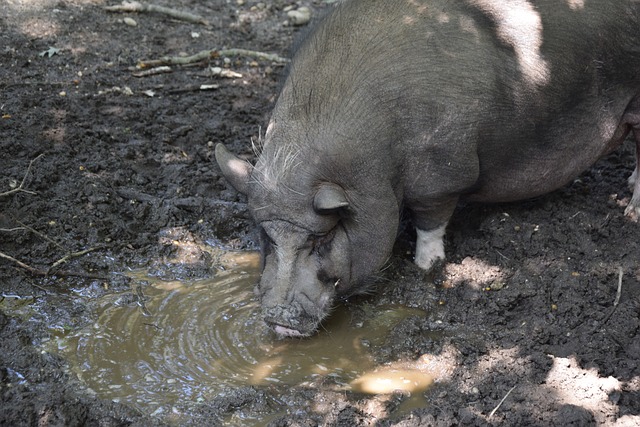 仅是国羽选 仅是国羽选